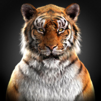 Крутая аватарка тигра с грозным взглядом. Аватарка идеально подойдет людям, которые хотят показать свой властный характер