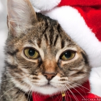 Картинка с котиком в праздничной новогодней шапке