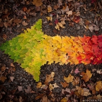 Картинка с осенними листьями, выложенными в виде стрелы