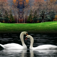 Картинка с красивыми белыми лебедями на фоне природы