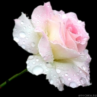 Картинка с нежной розово-белой розой