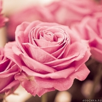 Картинка с нежной красивой розой