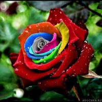 Картинка с красивым цветком радужной розы