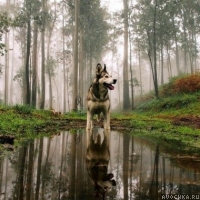 Картинка с собакой в лесу