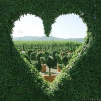 Картинка с сердцем из зелени