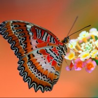 Красивая бабочка, сидящая на цветке