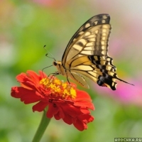 Картинка с бабочкой на красном цветке