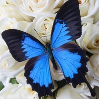 Картинка с голубой бабочкой на белых розах
