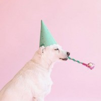 Фото со счастливым псом, у которого день рождения
