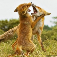 Картинка с обнимающимися лисицами