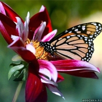 Картинка с прекрасной бабочкой на цветке