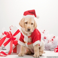Милый щенок лабрадора в новогоднем наряде