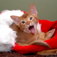 Картинка с новогодним котенком с открытым ртом
