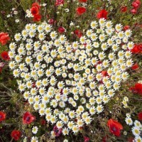 Аватар с цветами в форме сердца