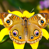 Красивая бабочка на желтом цветке