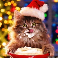 Картинка с котенком в новогодней шапке
