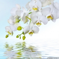 Картинка с нежным цветком орхидеи