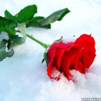 Аватар с красной розочкой зимой