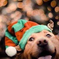 Прикольный пес в праздничной шапке к новому году