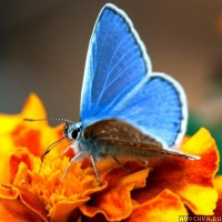 Аватар с голубой бабочкой