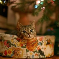 Прикольное фото с котом на Новый Год