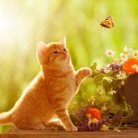 Картинка с рыжим котенком и бабочкой