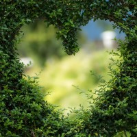 Красивое романтическое сердце, выросшее из листьев