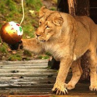 Фото с львицей с новогодним шаром