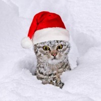 Картинка с котиком в новогодней шапке в снегу