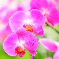 Картинка с розовой орхидеей