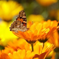 Фото с бабочкой среди желтых цветов