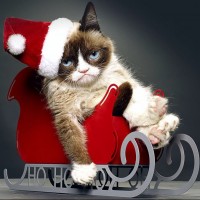 Сердитый кот в новогоднем костюме на санках