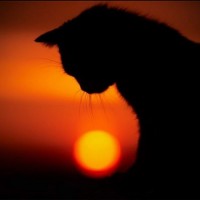 Силуэт кошки на закате