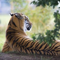 Картинка с тигром, лежащий спиной