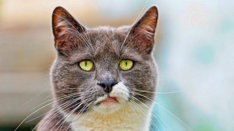 Картинка 900x507 | Картинка с котом с брезгливым взглядом | Животные, фото