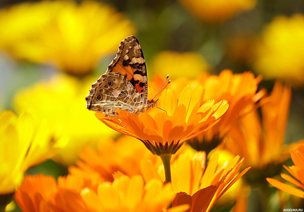 Картинка 1024x716 | Фото с бабочкой среди желтых цветов | Животные, Природа, фото