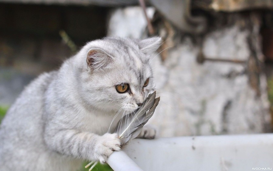 Картинка 900x563 | Картинка с красивым котом, который держит перо | Животные, фото