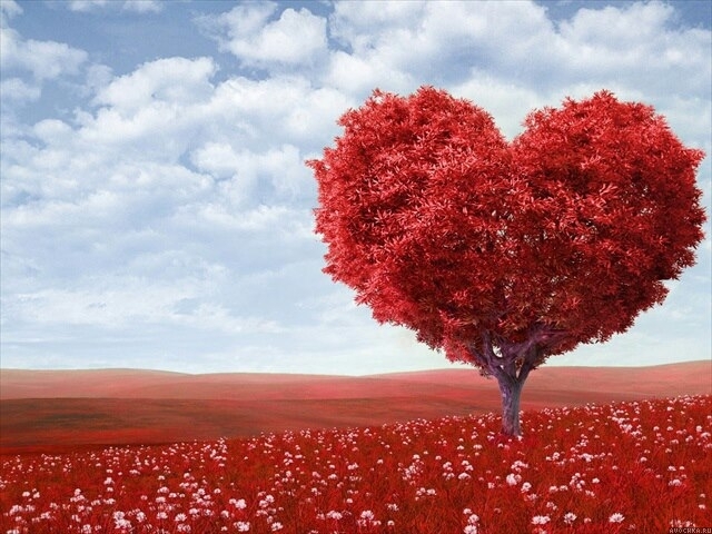 Картинка 640x480 | Картинка с деревом в форме сердца | Любовь, Природа, фото