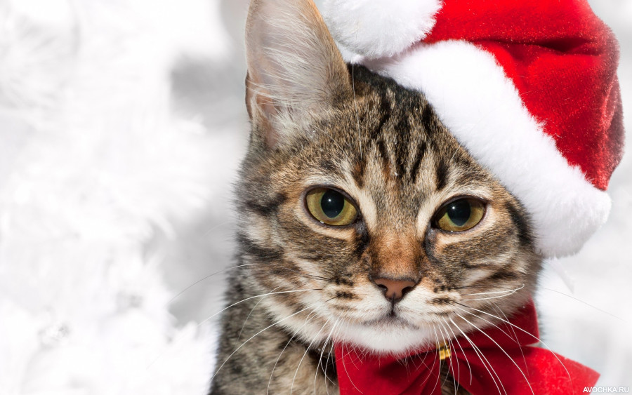 Картинка 900x563 | Картинка с котиком в праздничной новогодней шапке | Животные, Праздники, фото