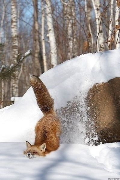 Картинка 399x600 | Картинка с лисой, ныряющей носом в снег | Животные, фото