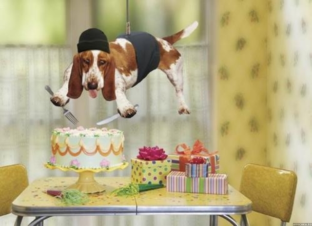 Картинка 640x463 | Аватарка с собакой на день рождения | Животные, Праздники, фото