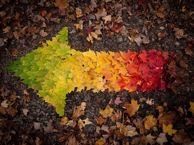 Картинка 640x480 | Картинка с осенними листьями, выложенными в виде стрелы | Природа, фото
