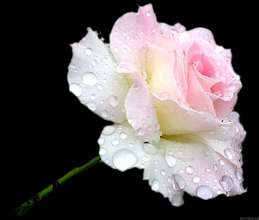 Картинка 524x446 | Картинка с нежной розово-белой розой | Природа, фото