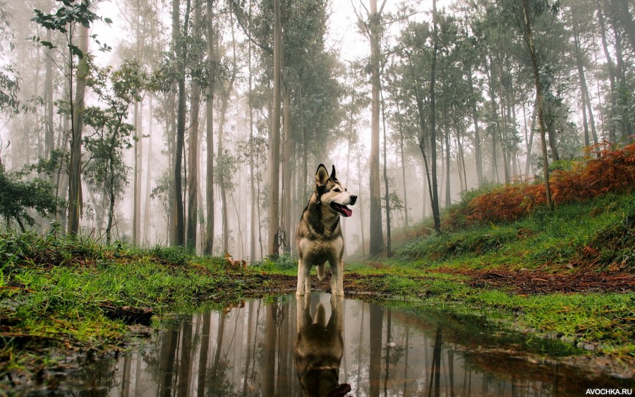 Картинка 900x563 | Картинка с собакой в лесу | Животные, Природа, фото