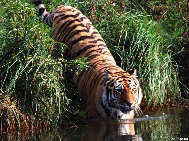 Картинка 750x563 | Картинка с тигром, который заходит в воду | Животные, Природа, фото