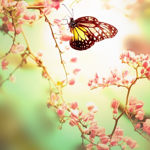 Картинка 500x500 | Картинка с красивой бабочкой на цветах | Животные, Природа, фото