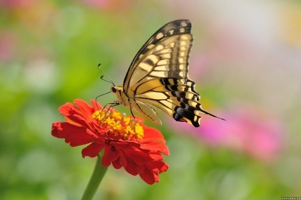 Картинка 600x399 | Картинка с бабочкой на красном цветке | Животные, Природа, фото