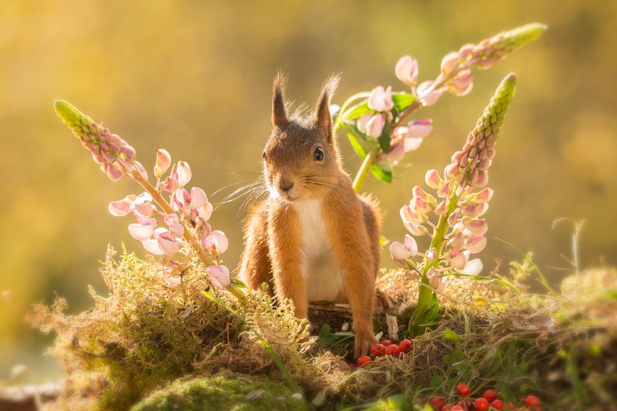 Картинка 900x600 | Картинка с милой белочкой на природе среди цветов и ягод | Животные, Природа, фото