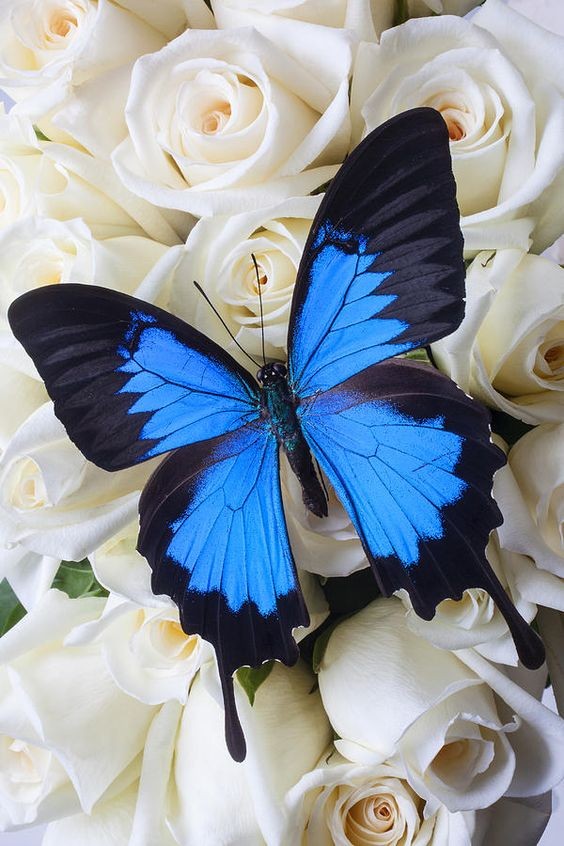 Картинка 564x846 | Картинка с голубой бабочкой на белых розах | Животные, Природа, фото