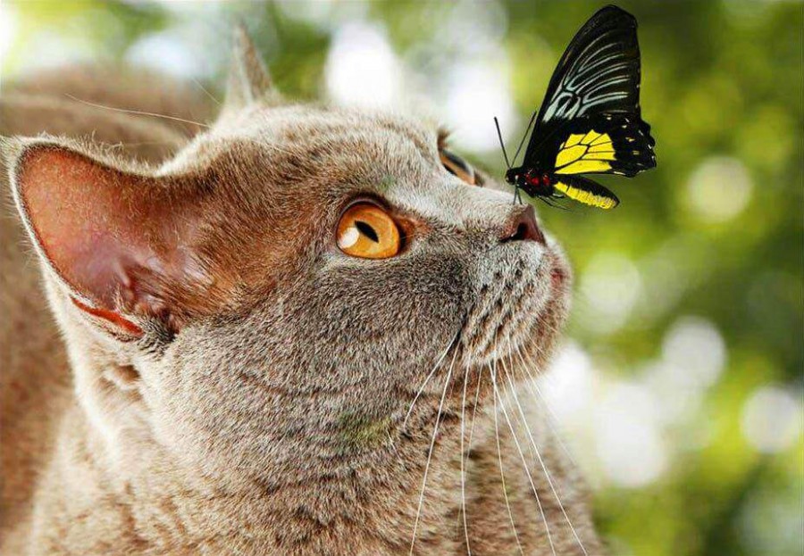 Картинка 900x624 | Картинка с котом с бабочкой на носу | Животные, фото